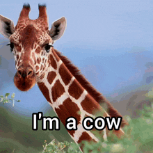 Giraffe Cow GIF - Giraffe Cow Antigiraffe GIFs