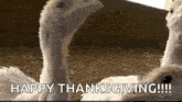 Turkey Curious GIF - Turkey Curious Happy Thanksgiving GIFs