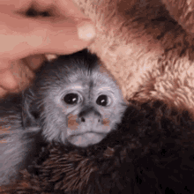Monkey Baby GIF - Monkey Baby Monkeys GIFs