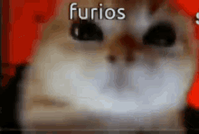 Furios GIF - Furios GIFs