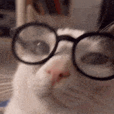 Luna Cat Crunchy Cat GIF - Luna Cat Crunchy Cat Glasses Cat GIFs