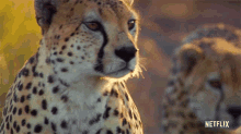 Cheetah Life In Color With David Attenborough GIF