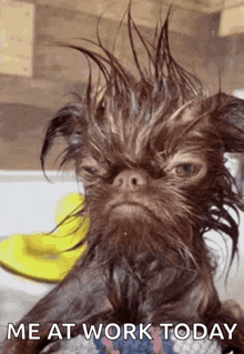 a picture of a dog with wet hair and the words me at work today