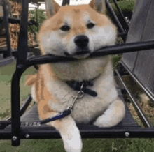 Dog Swing GIF