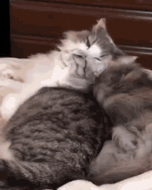 Komaru Cat GIF - Komaru Cat Cats GIFs