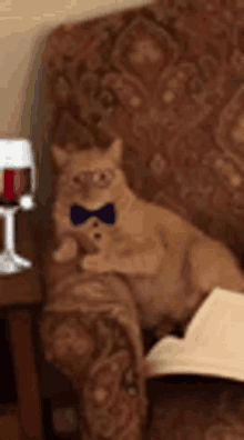 Cat Sophisticated GIF - Cat Sophisticated Smart GIFs