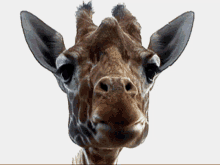 Tbhss Girafe Giraffe GIF