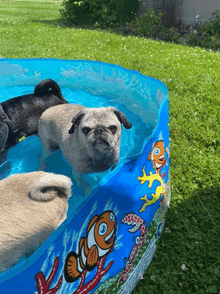 Pug In A Pool GIF - Pug In A Pool GIFs