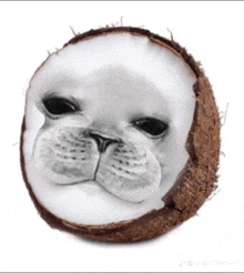 a coconut cut in half with a seal face on it