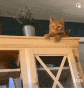 Cat Naughty Cat GIF - Cat Naughty Cat Alfie Cat GIFs