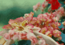 Fada Da Flores GIF - Fada Da Flores GIFs
