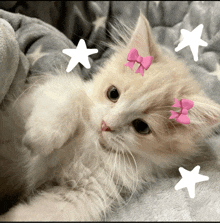 a fluffy white cat with a pink bow on its head