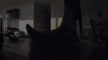 a cat 's head is visible in a dark living room