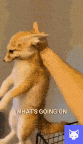 Nightly What'S Going On GIF - Nightly What'S Going On Fennec What GIFs