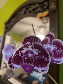 Flower Images GIF - Flower Images Cute GIFs