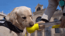 a person is feeding a dog from a yellow bottle that says ' sns ' on it
