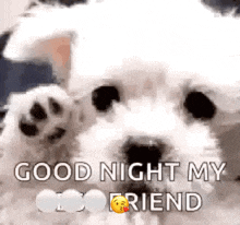 Goodnight Goodnight My Friend GIF - Goodnight Goodnight My Friend Dog GIFs