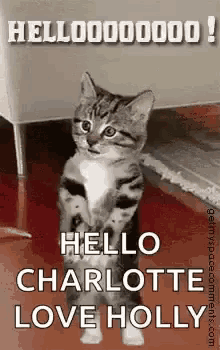 Cat Well GIF - Cat Well Hello GIFs
