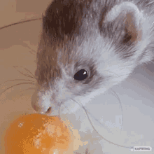 Ferret Egg GIF - Ferret Egg Eat GIFs