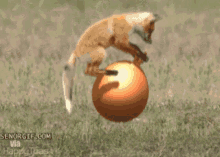 Fox Bounce GIF