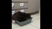 Cat Litter Box GIF - Cat Litter Box Stupid GIFs