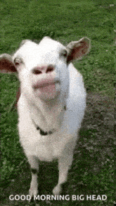 a white goat with a big head is standing in the grass with its tongue out .