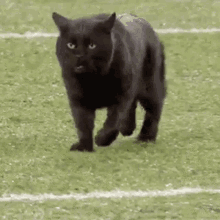 Cat Chonk GIF - Cat Chonk Black Cat GIFs