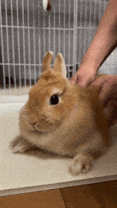 a person is petting a small brown rabbit on the floor