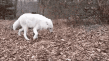 Wolf Play GIF - Wolf Play GIFs