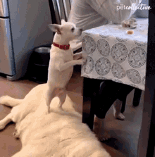 Standing The Pet Collective GIF - Standing The Pet Collective Curious GIFs