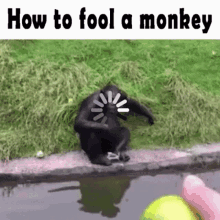 Monkey Howtofoolamonkey GIF