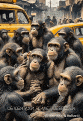 a group of chimpanzees on a poster that says 0610entaxilm planet debrecen