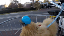 Strolling Chicken GIF - Strolling Chicken Helmet GIFs