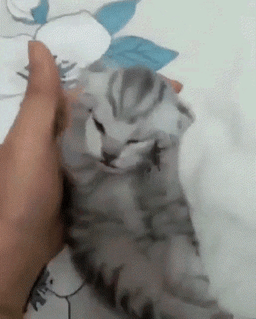 Cat Crazy GIFs