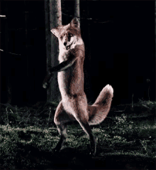 fox foxes animal dance dancing