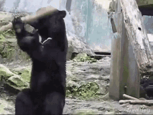 Viralhog Kung Fu GIF - Viralhog Kung Fu Bear GIFs