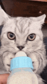 a cat is drinking milk from a bottle