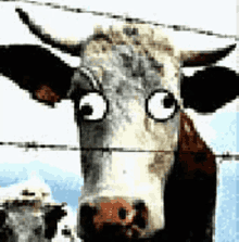 cow-derp.gif