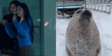 a woman in a blue sweater and a seal in the snow