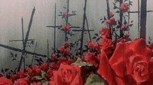 a bunch of red roses are in the rain