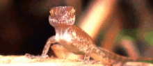 a lizard is sitting on a rock in the woods .
