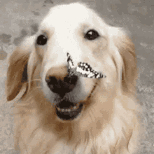 Sephoirth Dog GIF - Sephoirth Dog Cute GIFs