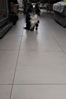 a black and white dog sitting on a tile floor