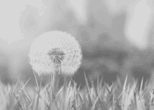 Dandelion Black And White GIF - Dandelion Black And White GIFs