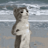 GIF