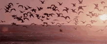 sky sea ocean birds migrating