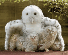 owls looking protect family
