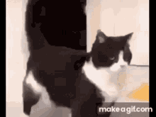 Arab Cat Meme GIF - Arab Cat Meme Unpopular GIFs