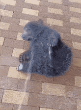a small black bear is laying on a brick floor