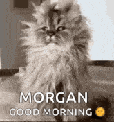 Good Morning Morgan GIF - Good Morning Morgan GIFs